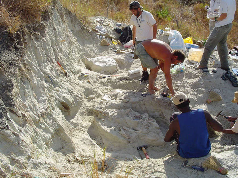 A group of people working in an exposed dirt area clearing rock from fossils