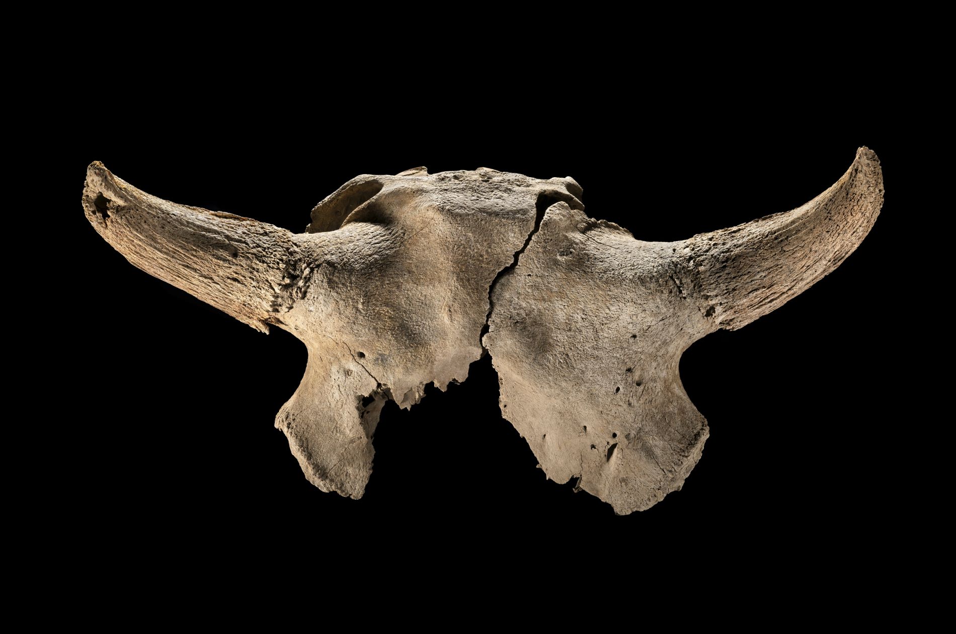 Bison Skull A