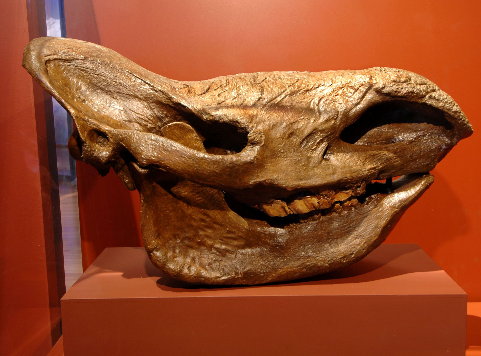 Woolly rhinoceros skull cast