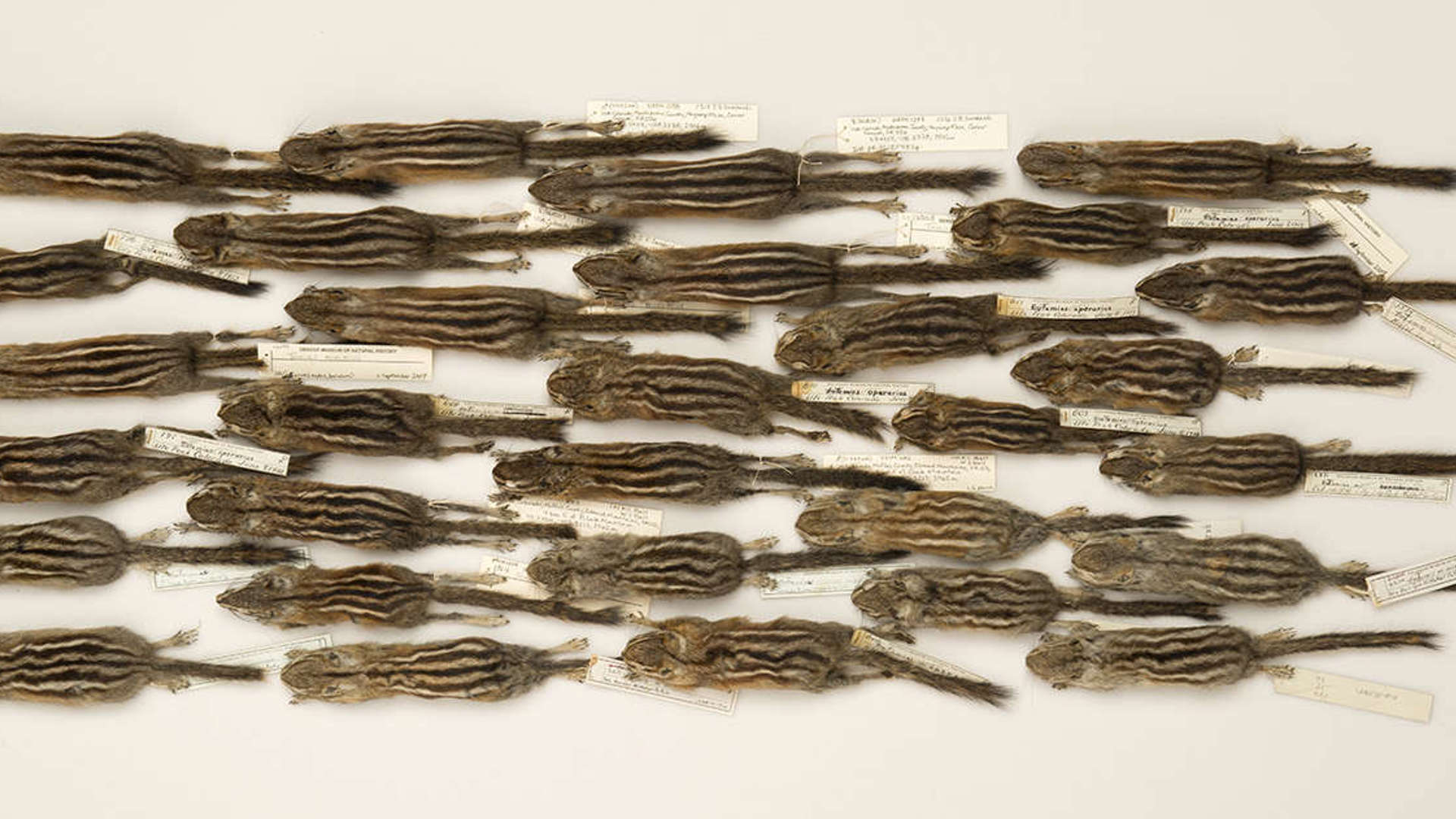 An overhead picture of about 30 chipmunk study skins laid out all facing to the left