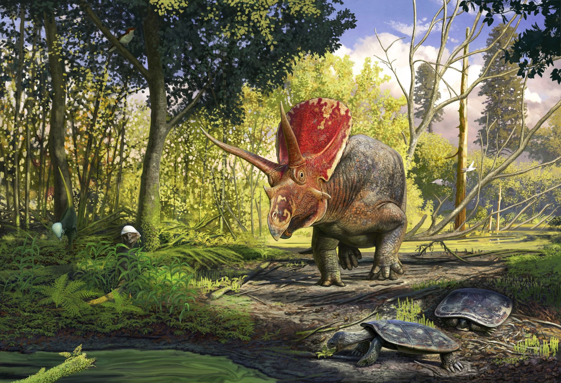 Thorntontoro08 Medium Res
