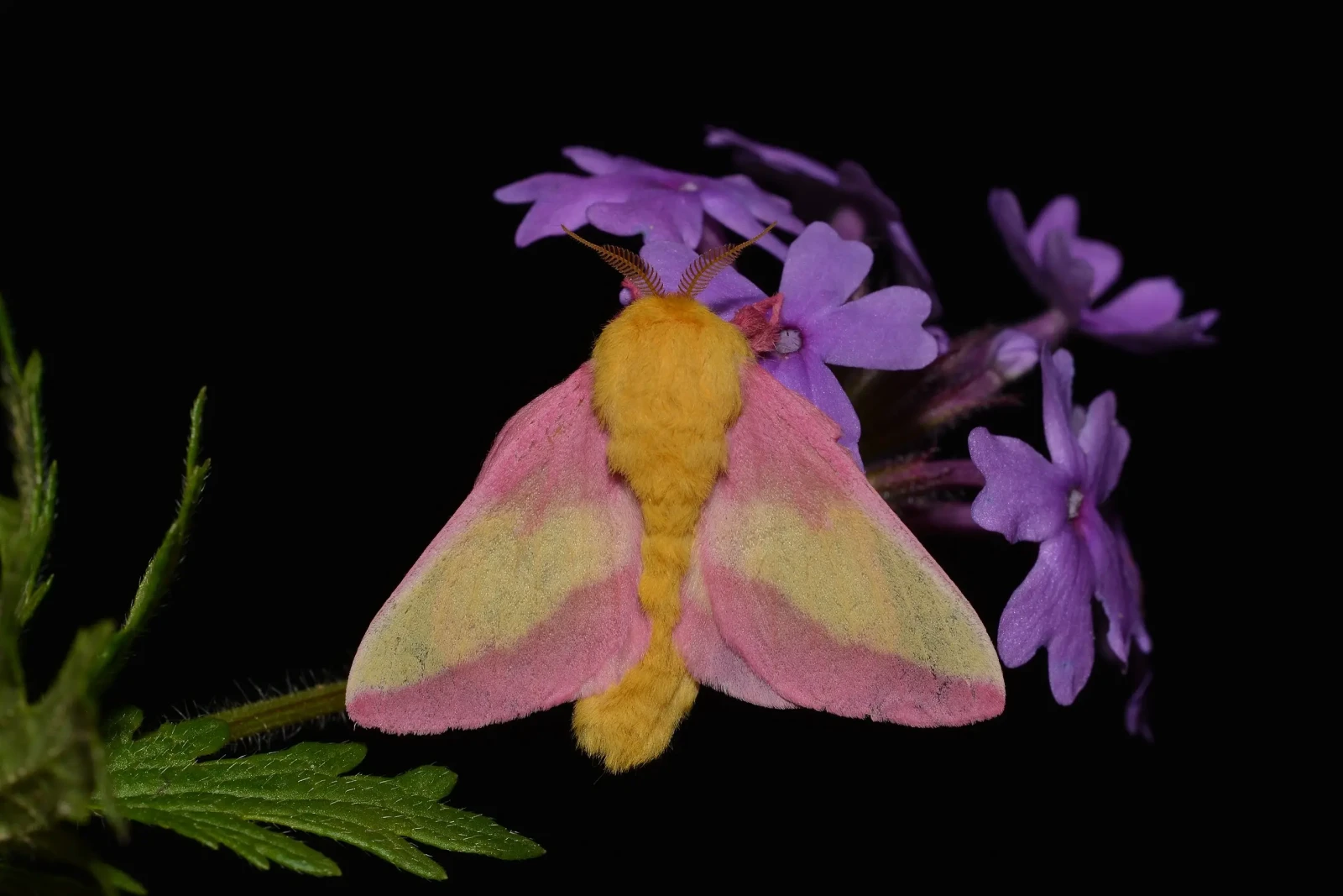 2560Px 7715 Dryocampa Rubicunda Rosy Maple Moth 46880929995