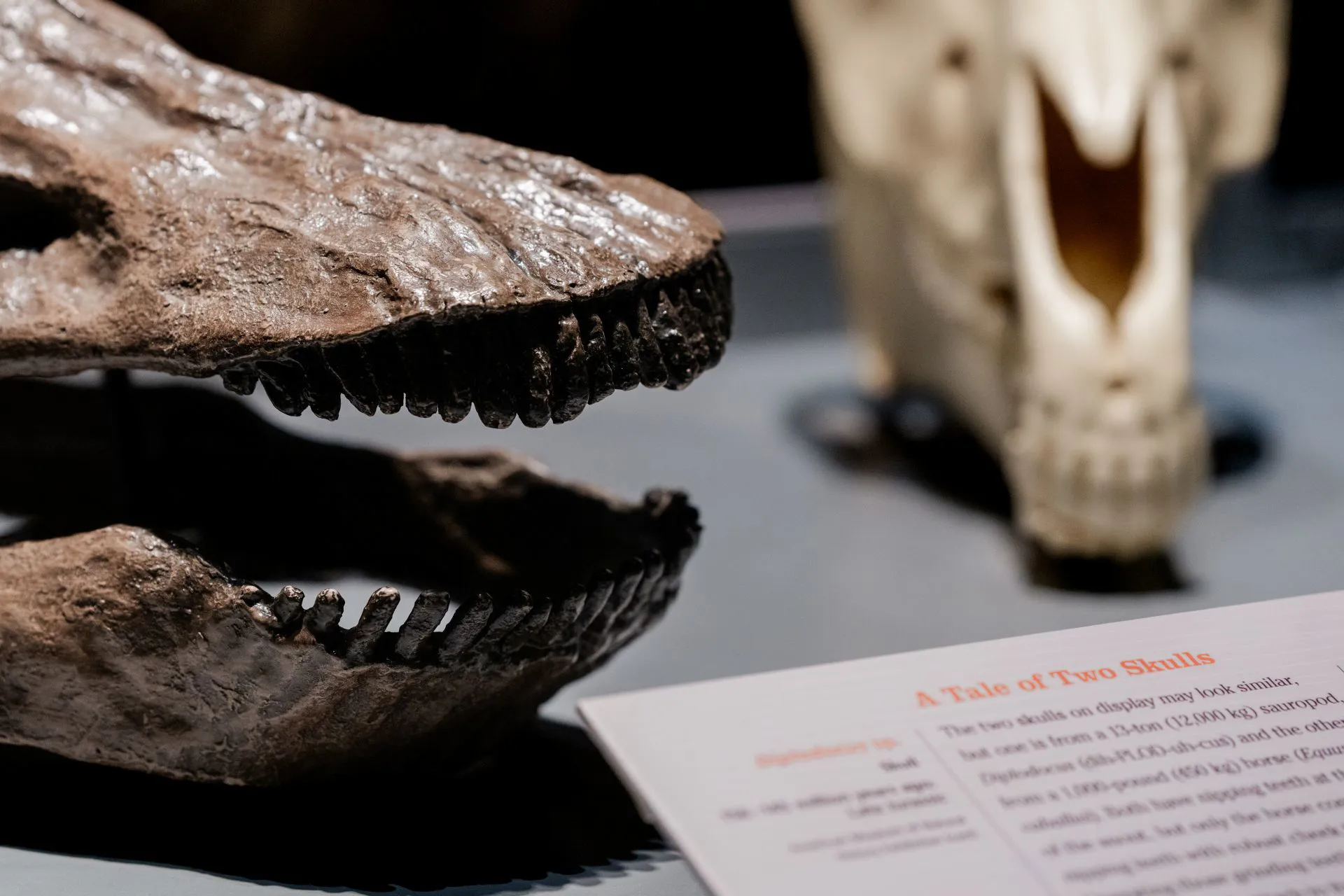 Artist rendering of dinosaurs