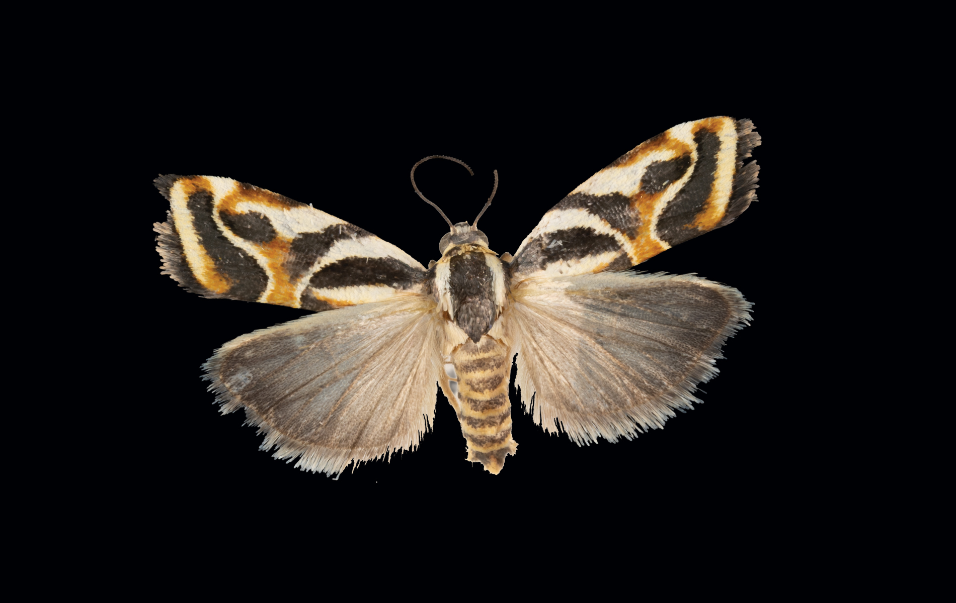 The Spanish moon moth on the cover (ZE.141160) was collected in Catalonia, Spain in May 1988, and can be identified as a male by the feathery antennae and long tails on the hindwings. (Photo/ Rick Wicker)