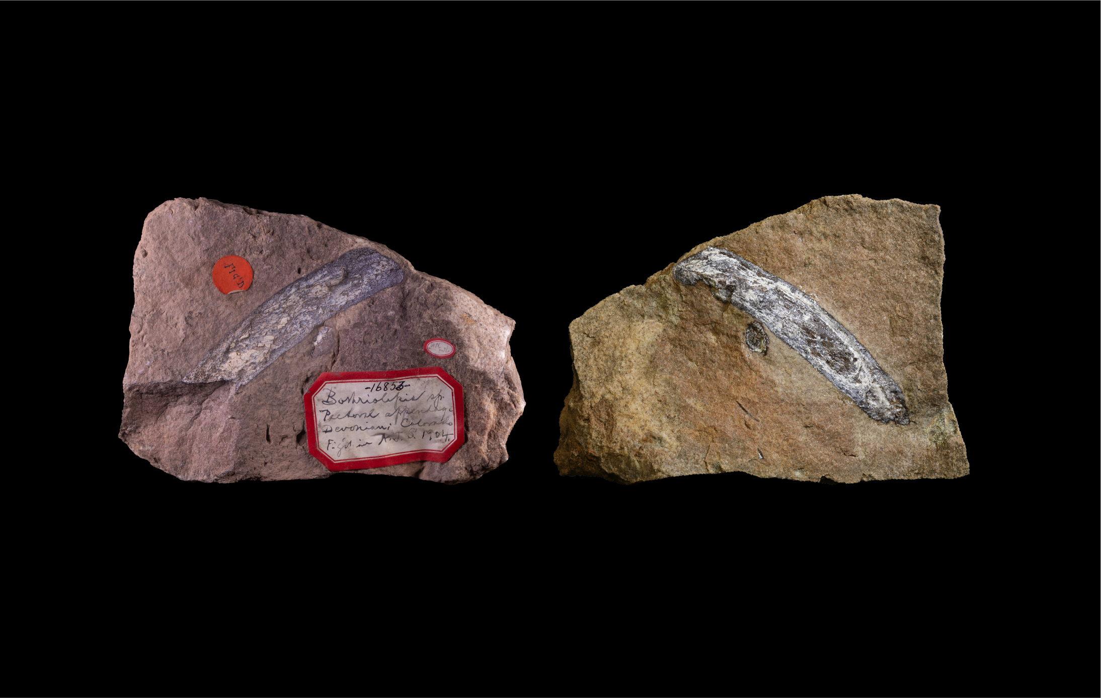 Pectoral fin of Bothriolepis coloradensis, with the Smithsonian specimen (left) described in 1904 and the Denver Museum of Nature & Science counterpart (right) found in 2026. (Photo/Franklin Duffy and Laurel Trout)