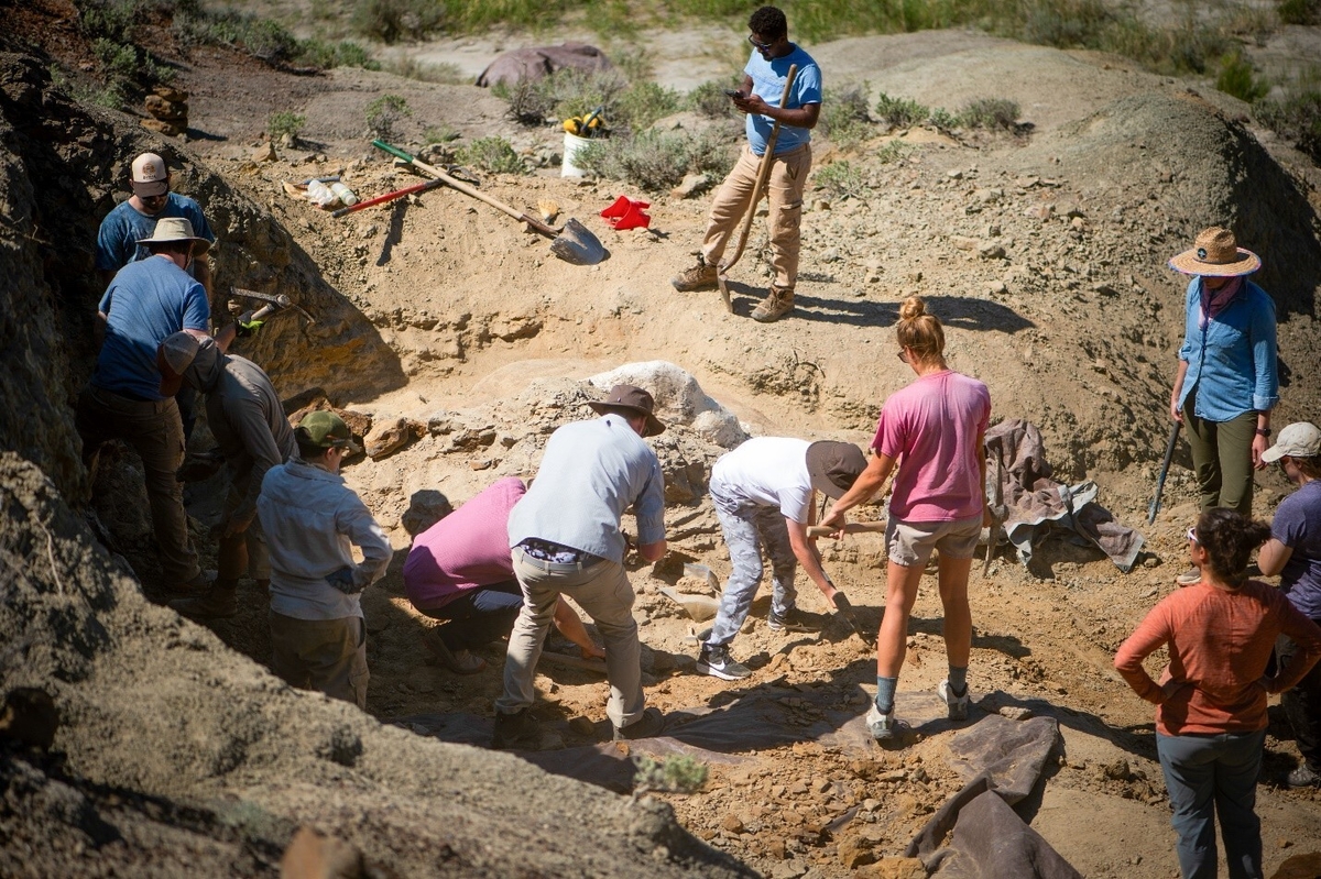 Triceratops dig site bustling with activity.