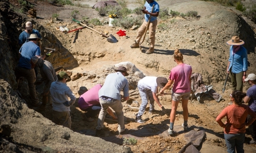 Triceratops dig site bustling with activity.