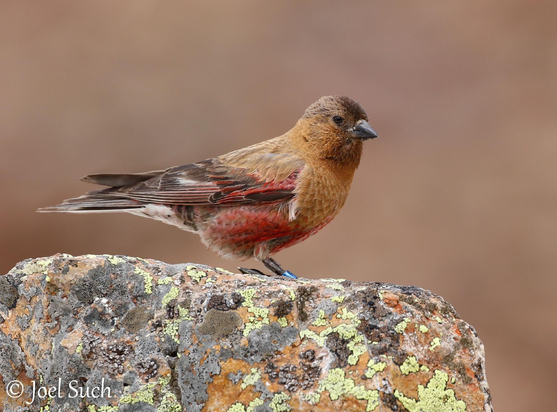 Finch