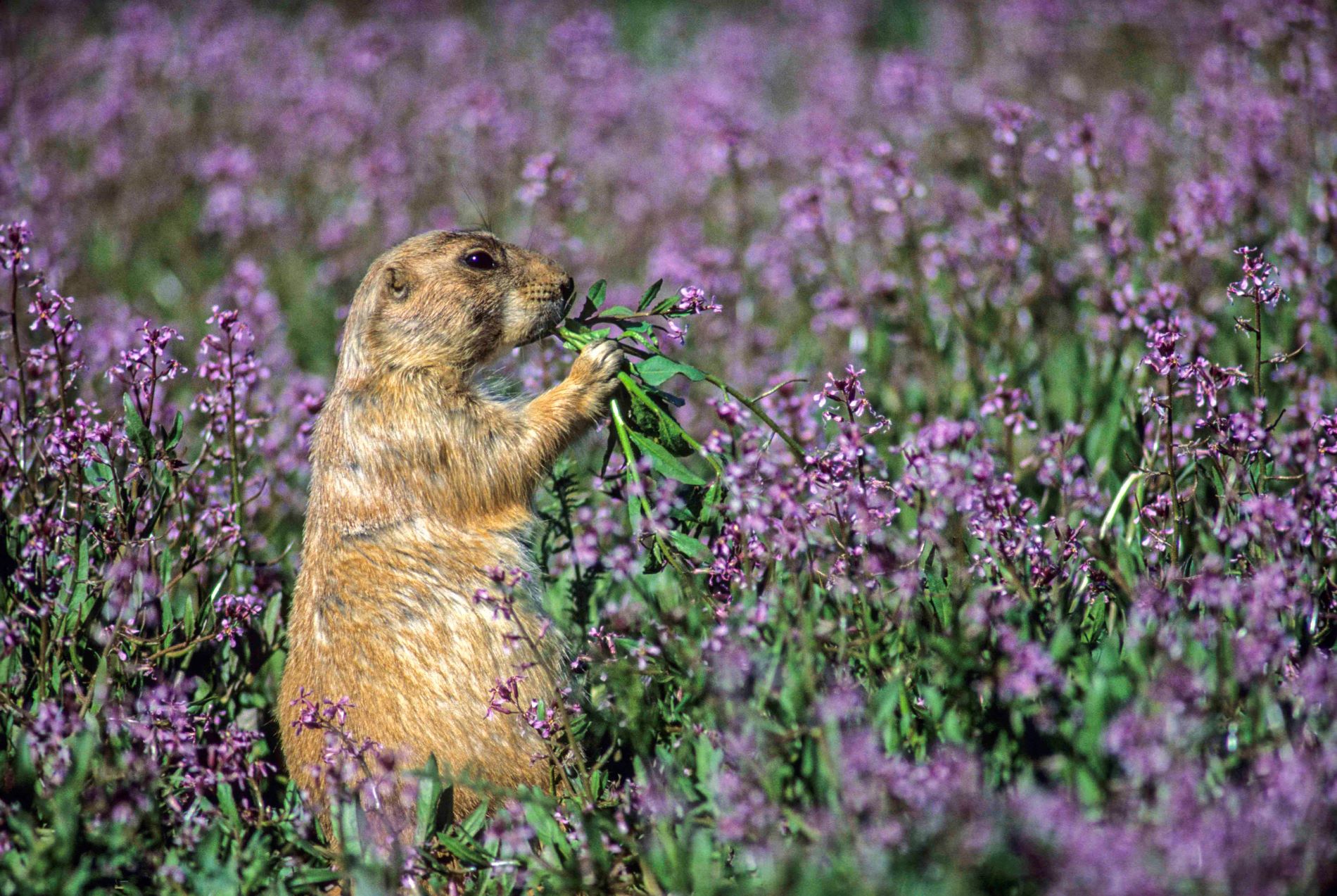 Shattil Prairiedog050