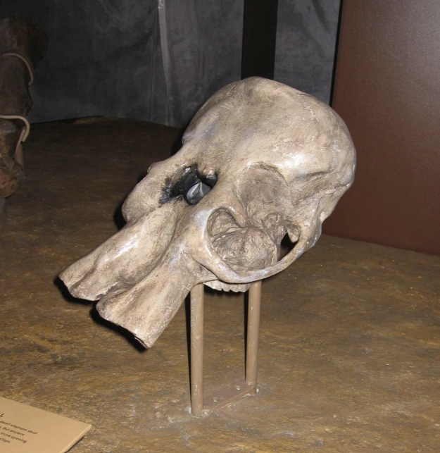 8. Gigantes y Cíclopes