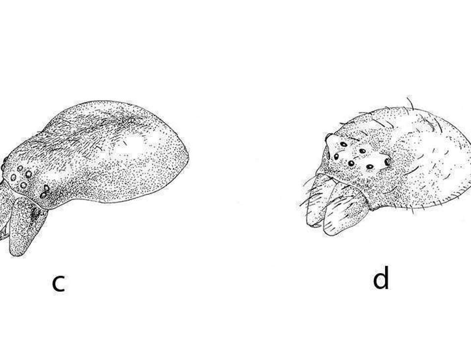 black and white line drawing showing the eye patterns for the orb-weaving and crab spiders