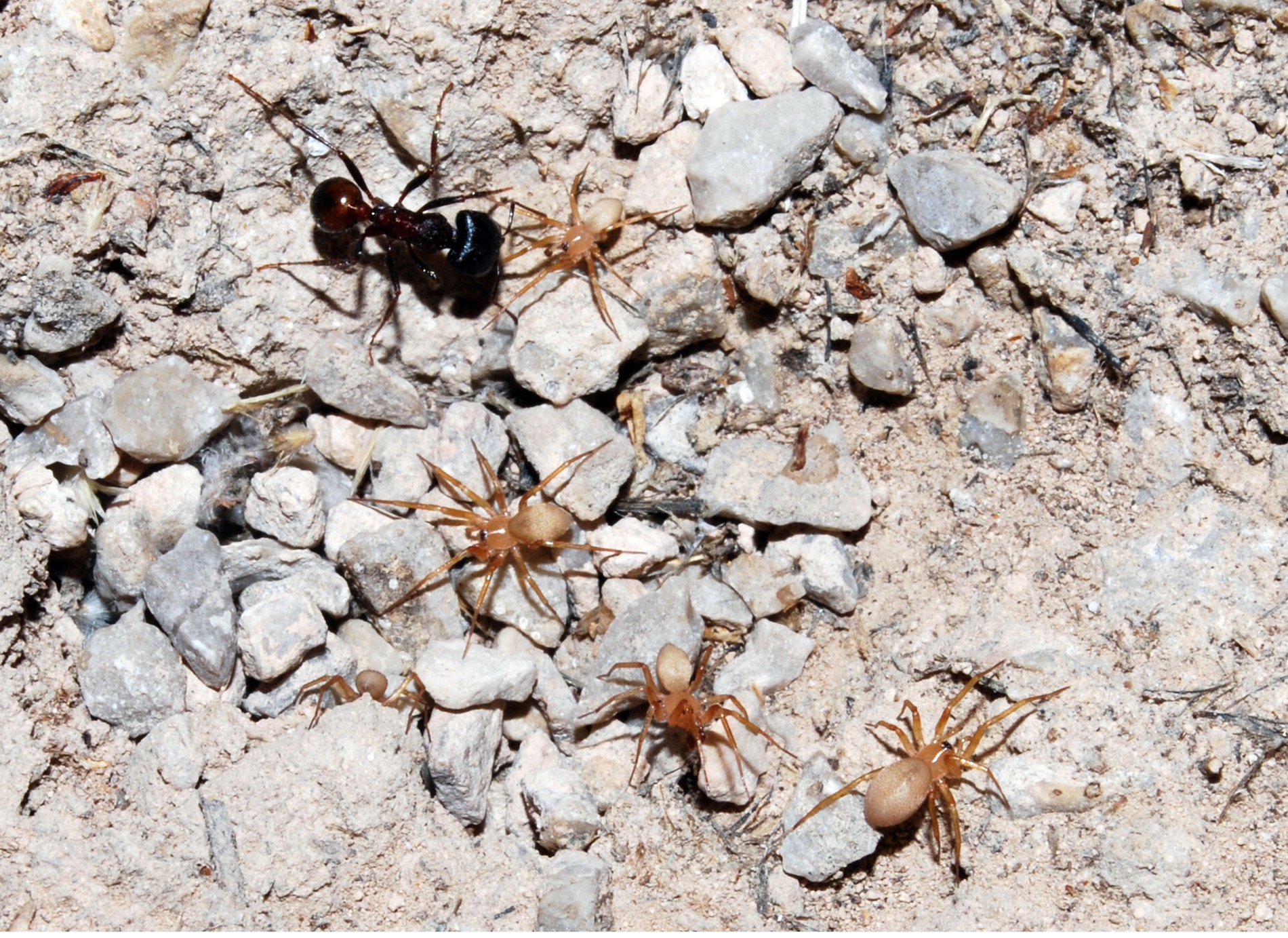Spiders Moving On The Surface Of An Ant Nest In The Chihuahuan Desert Of Mexico Photo David Lightfoot