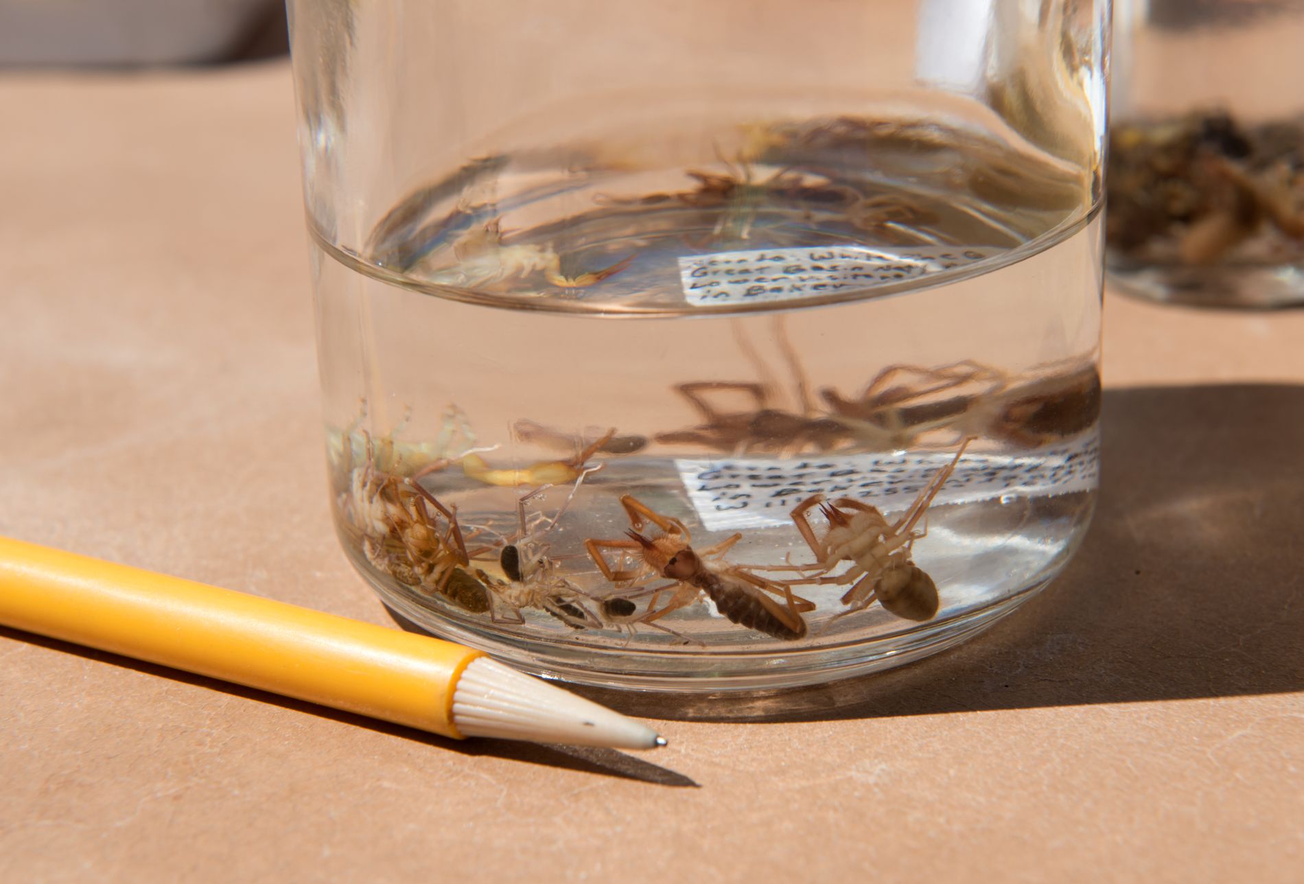 Collecting camel spiders in preservative in Great Basin National Park, Nev. (Photo/ Rick Wicker)