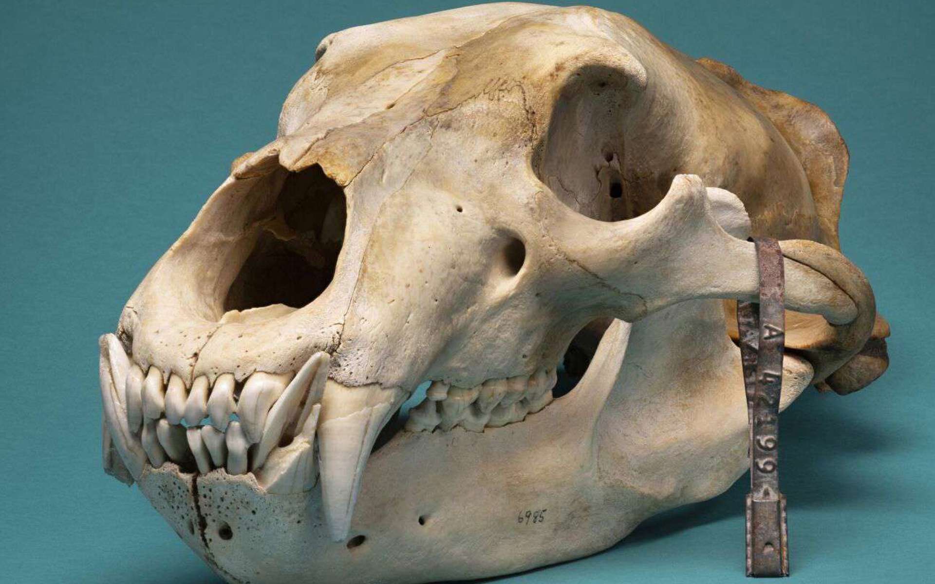 Animal skull against teal background