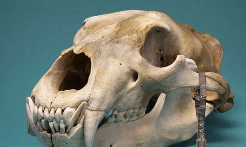 Animal skull against teal background