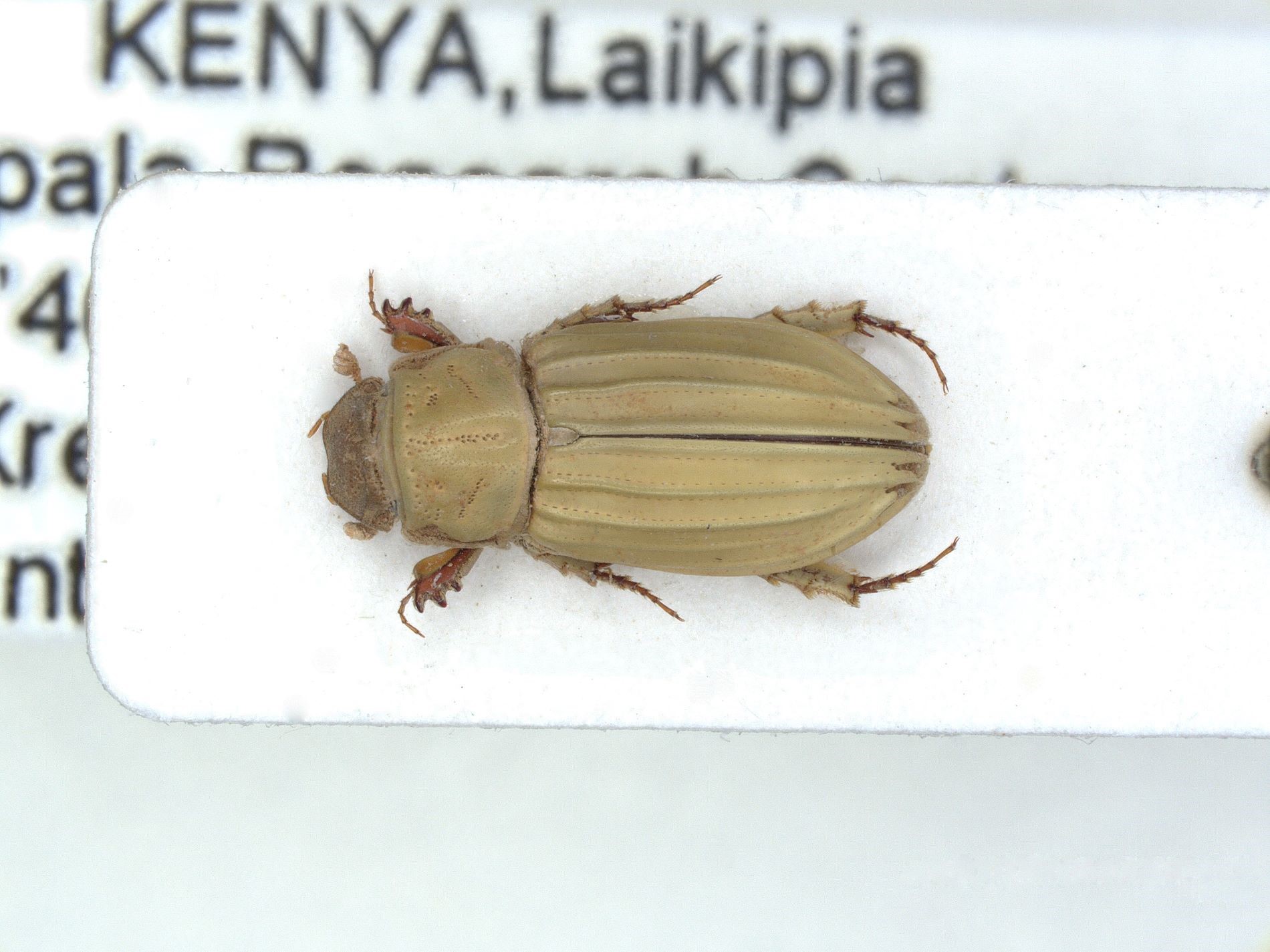 Beetle 2