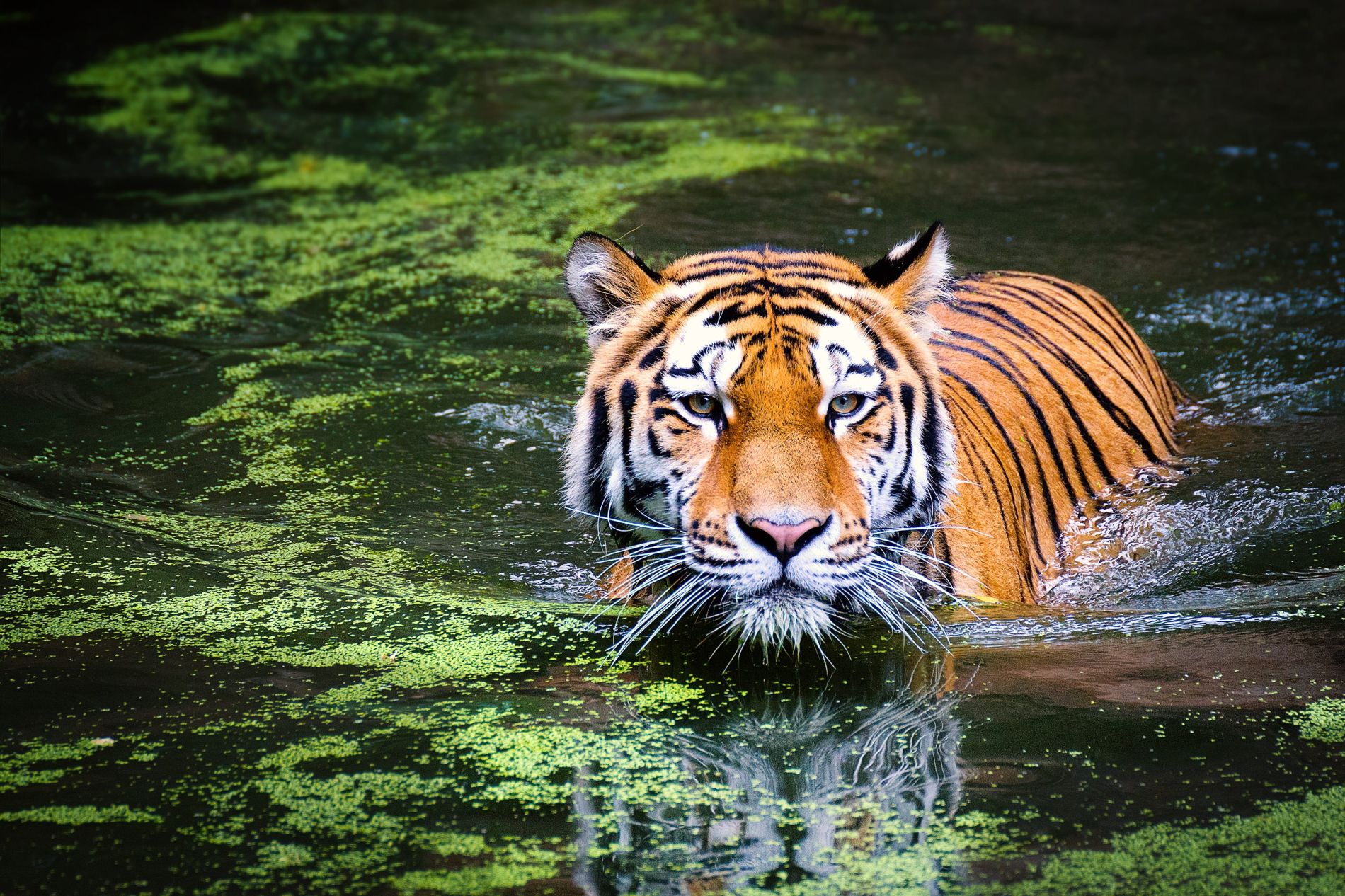 A Bengal tiger swims across water with algae. (Photo/ ignartonosbg via Pixabay)