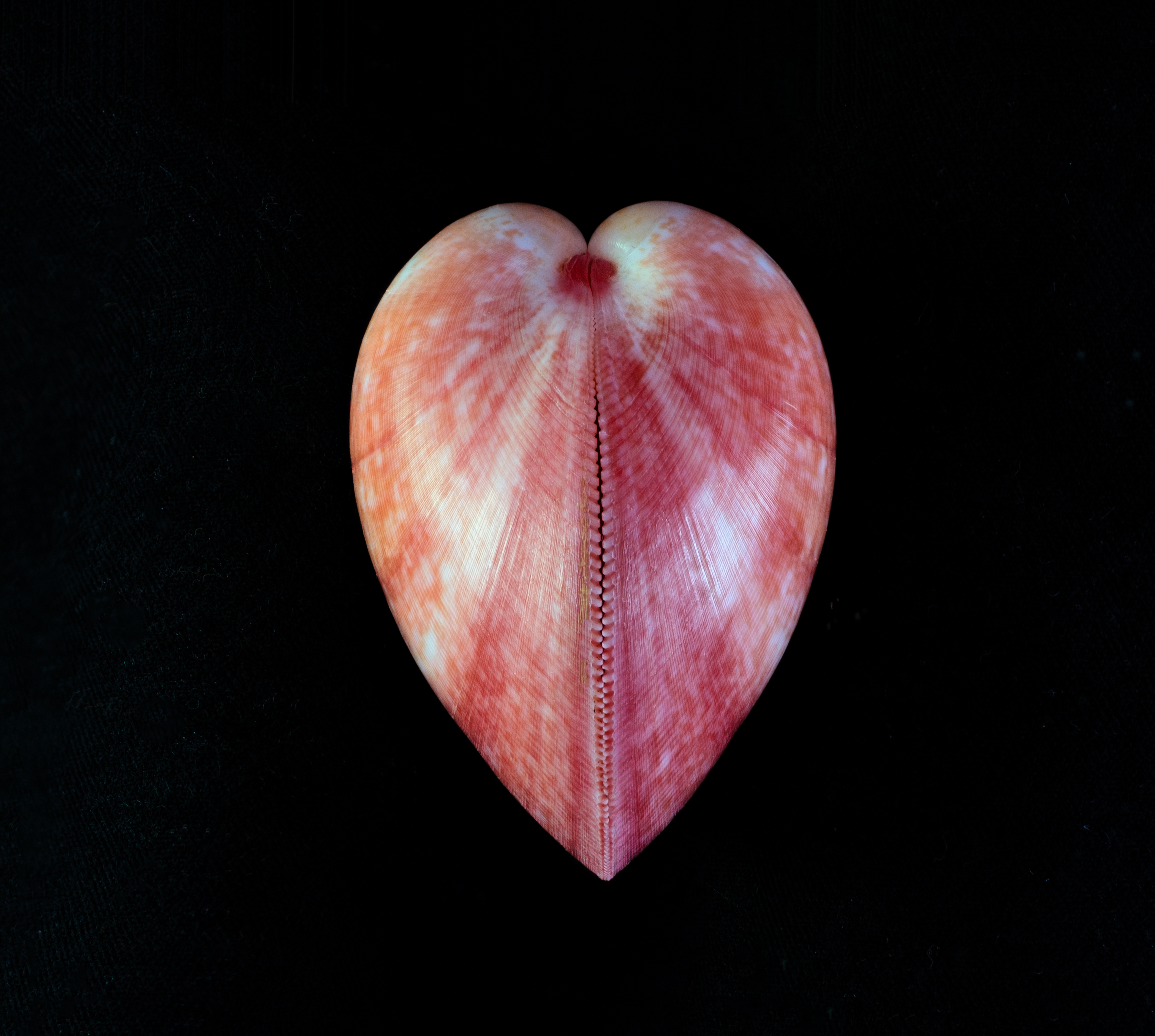 Heart ZC.21378 2.Jpg