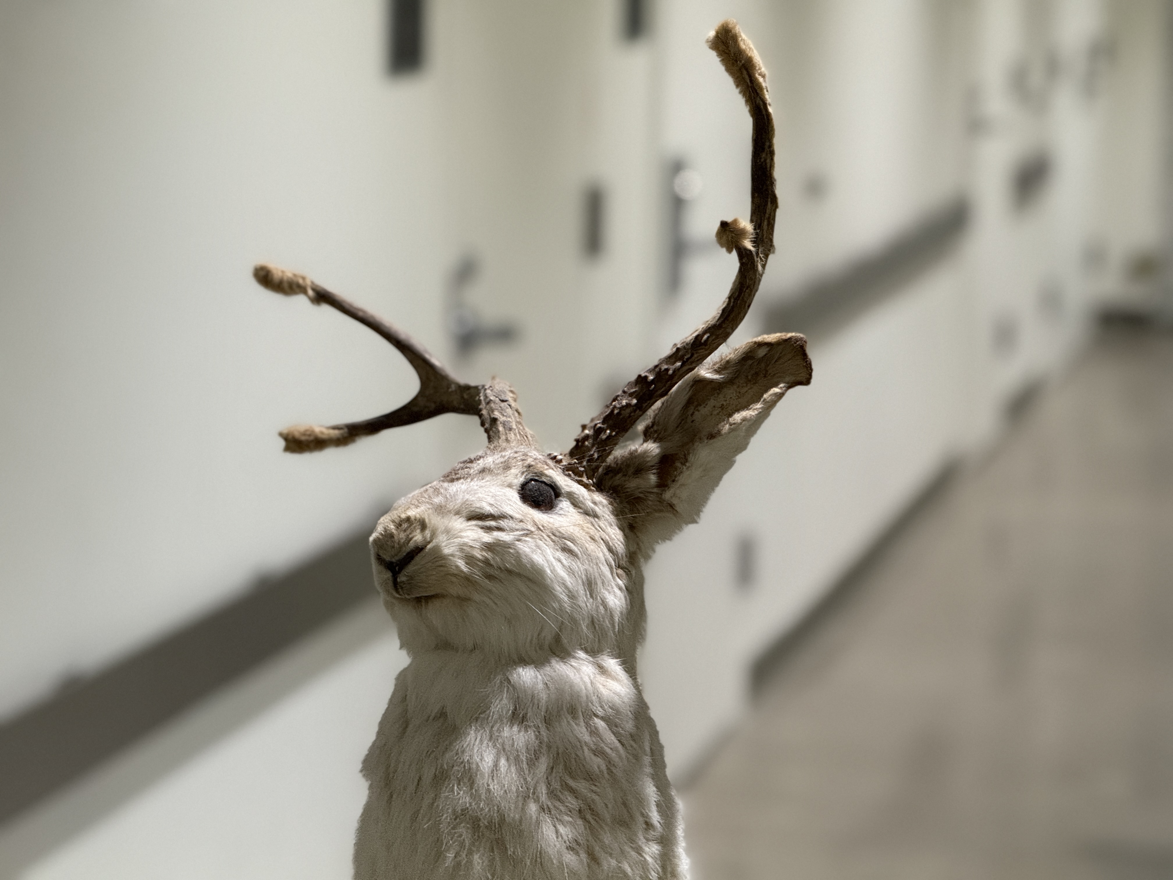 A mythic taxidermy jackalope found within the Denver Museum of Nature & Science. (Photo/ Taran Volckhausen)