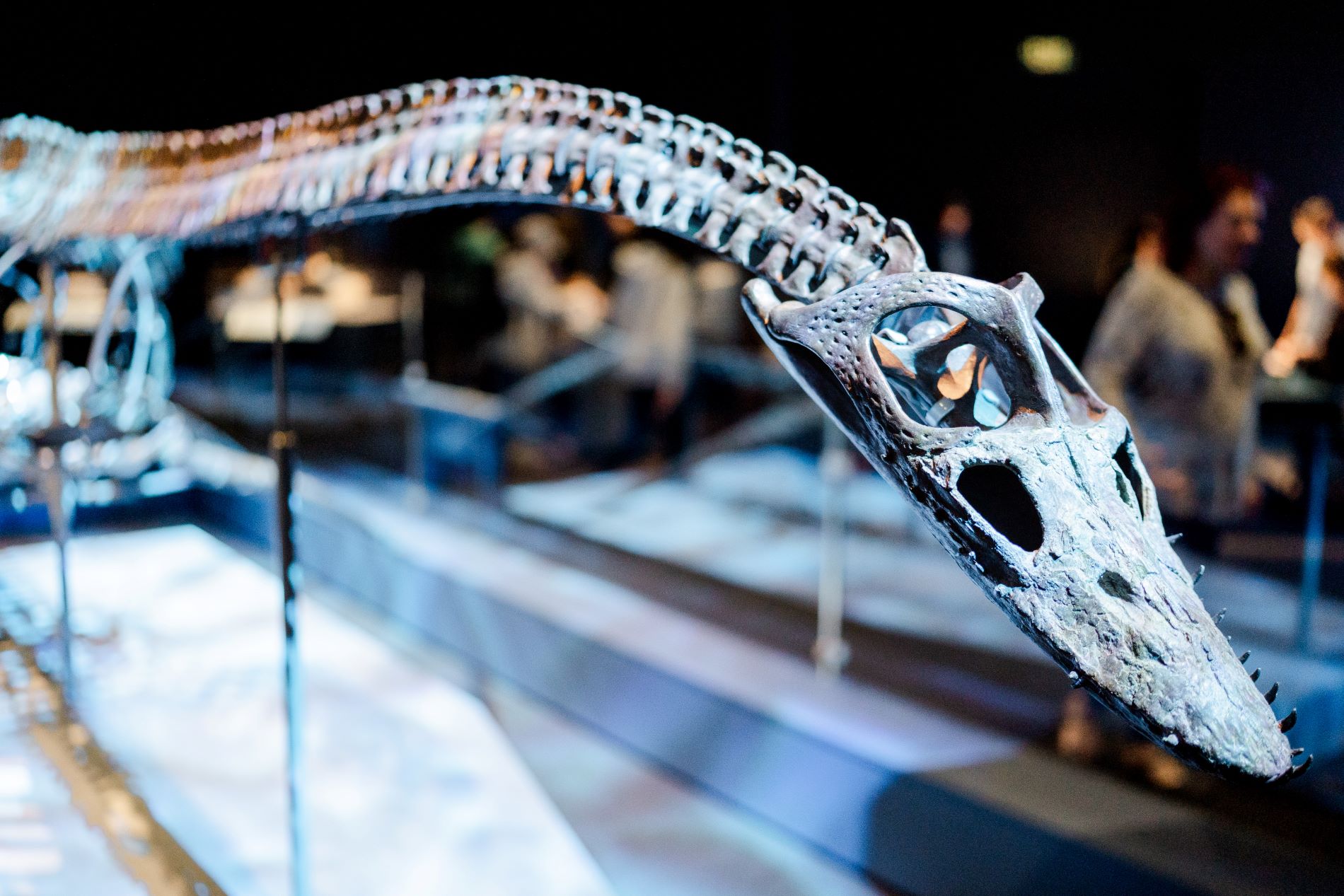 20250324 DMNS Jurassicoceans 067
