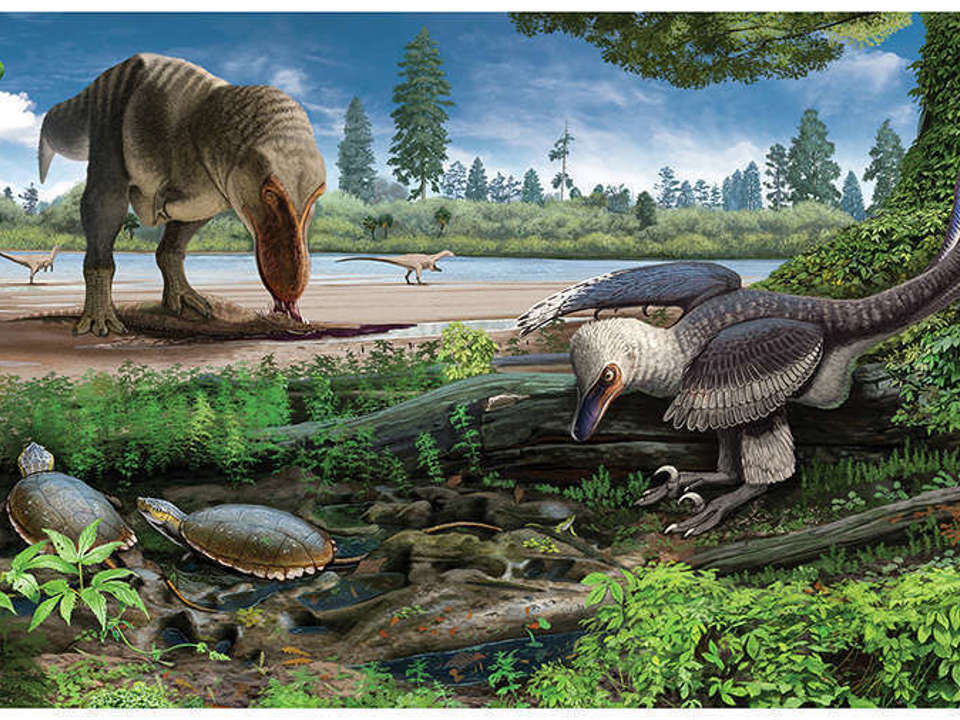 colored drawing of what Hell Creek would have looked like during the age of the dinosaurs with a small dinosaur and turtles in the foreground and a large dinosaur in the background.