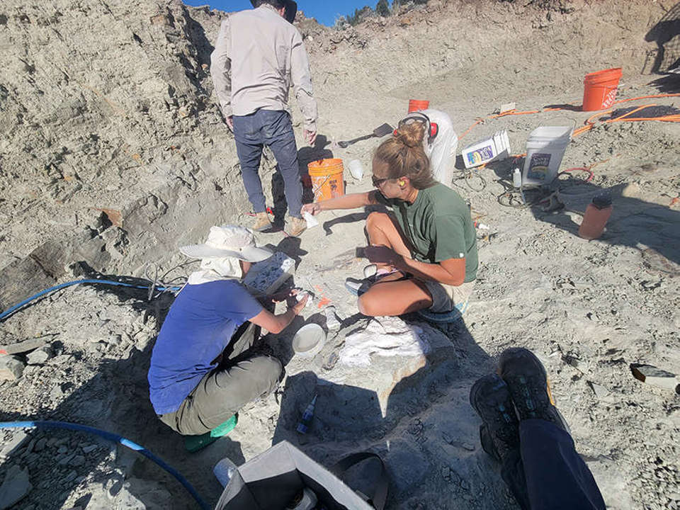 Preparando un fósil para excavación