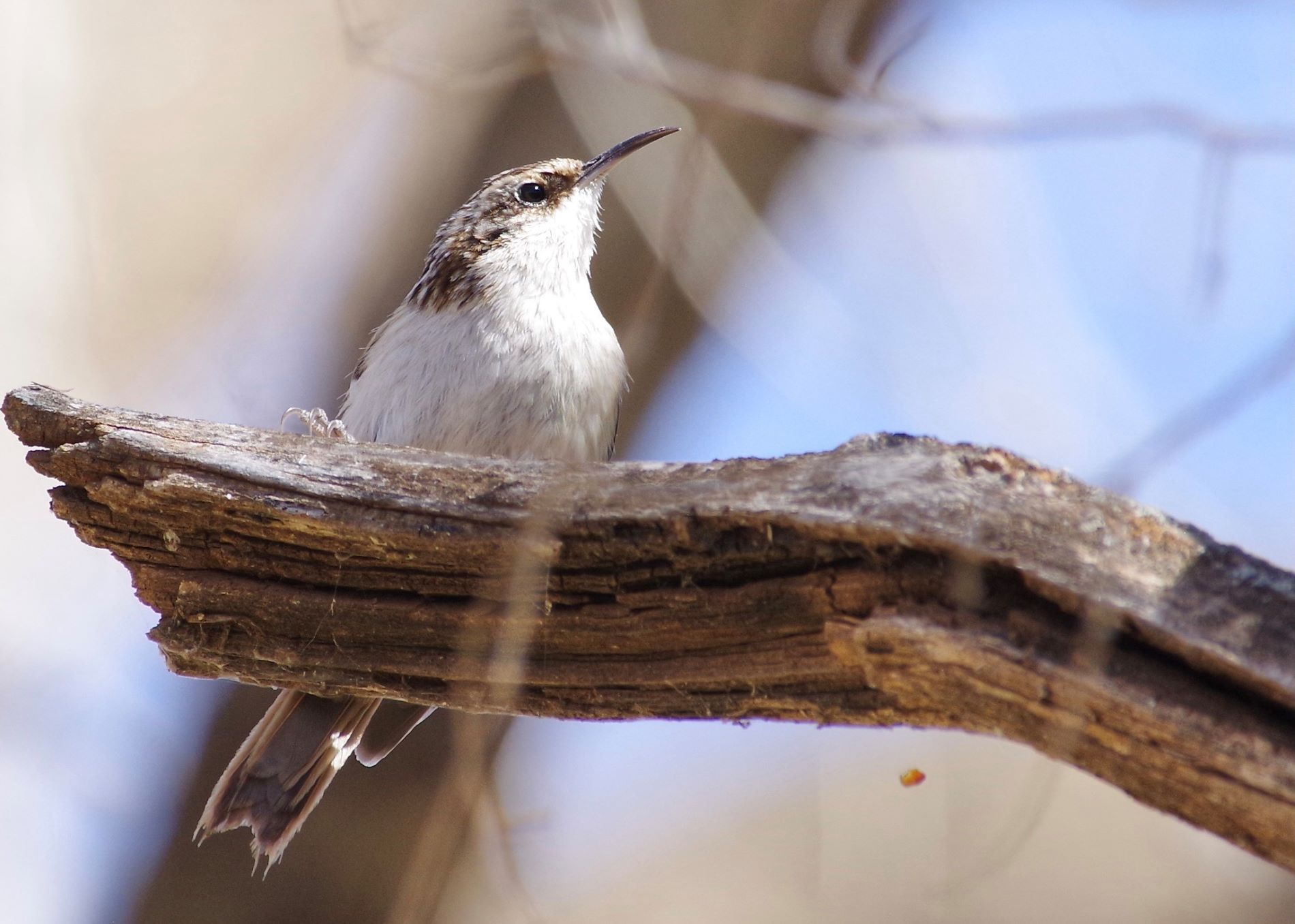 A Brown Creeper sitting on a branch in the wild. (Photo/ Joseph Manthey)