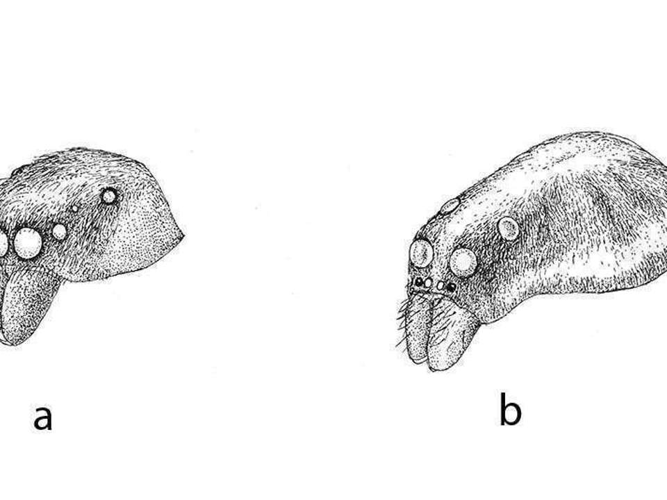 black and white line drawing showing the eye patterns for the jumping and wolf spiders