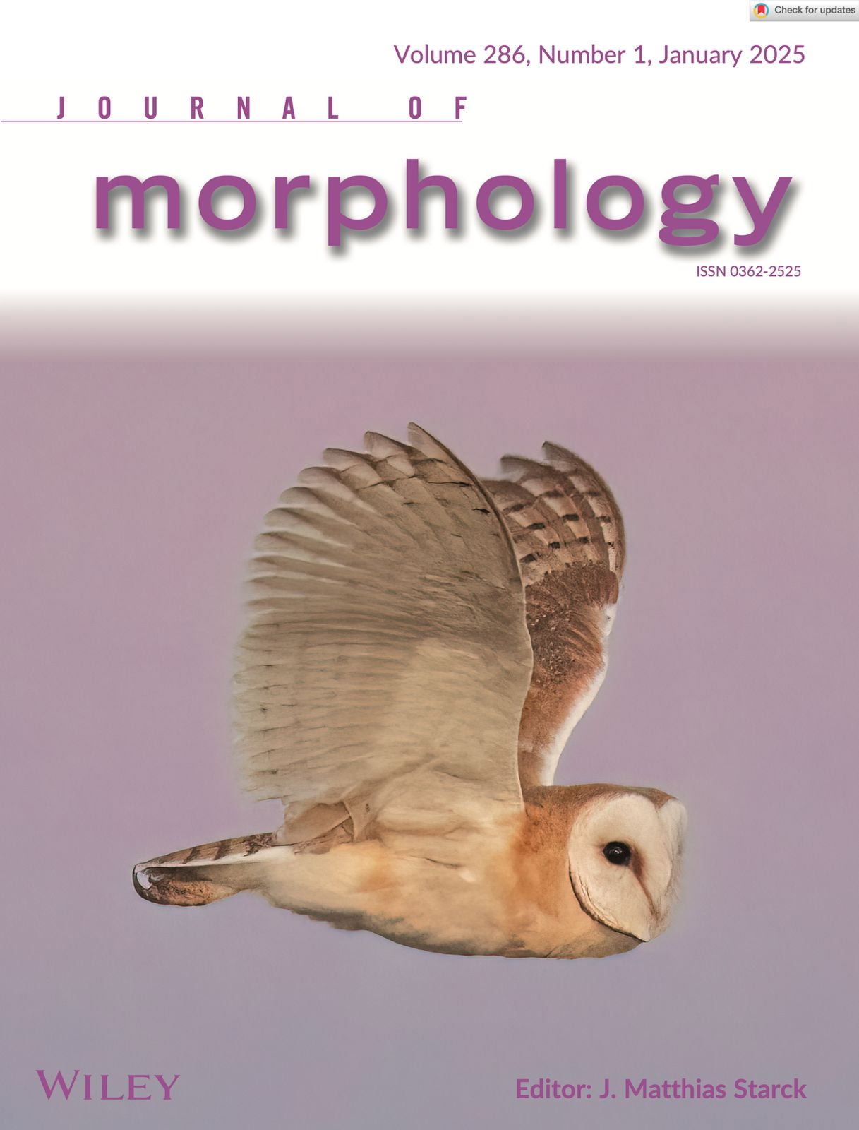 Jmorphology Cover